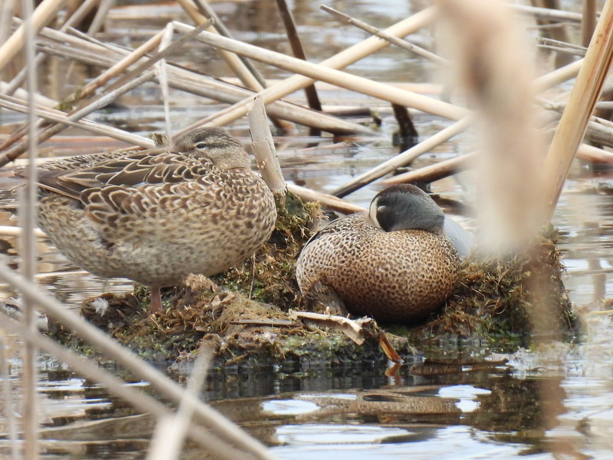 Blue-winged Teal - ML618945653