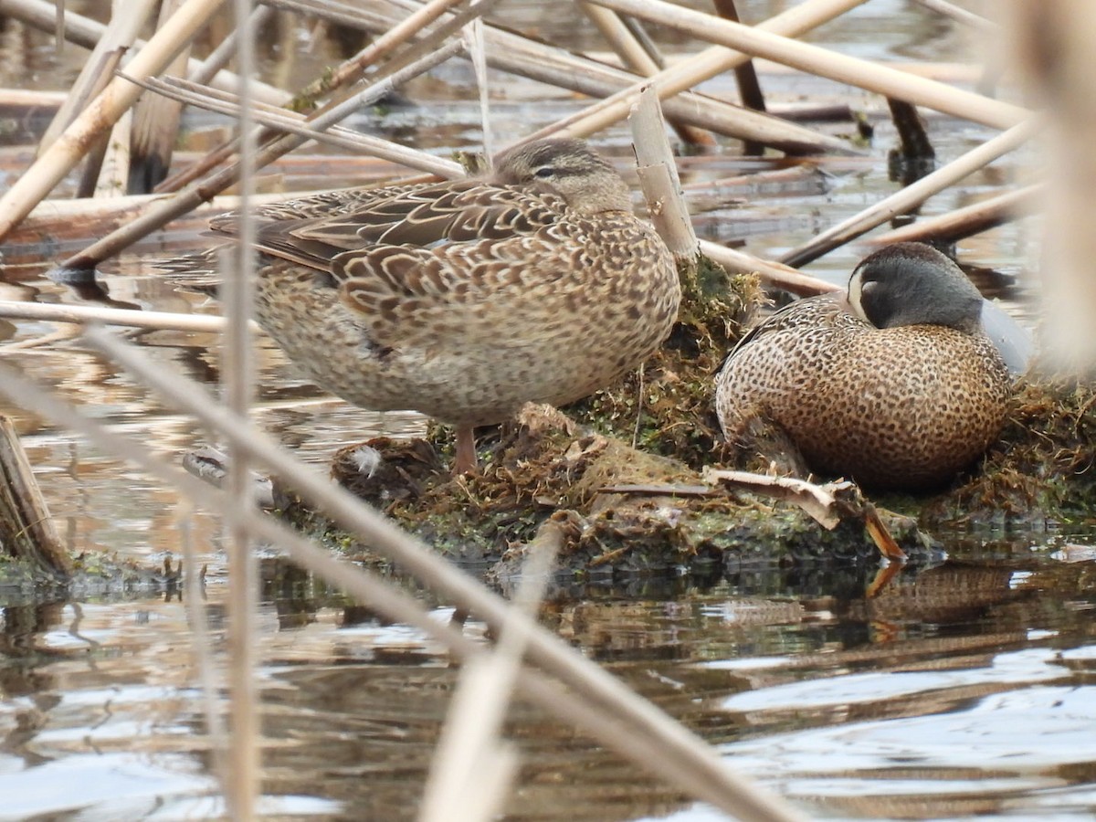 Blue-winged Teal - ML618945654