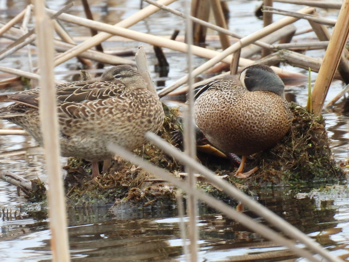 Blue-winged Teal - ML618945658