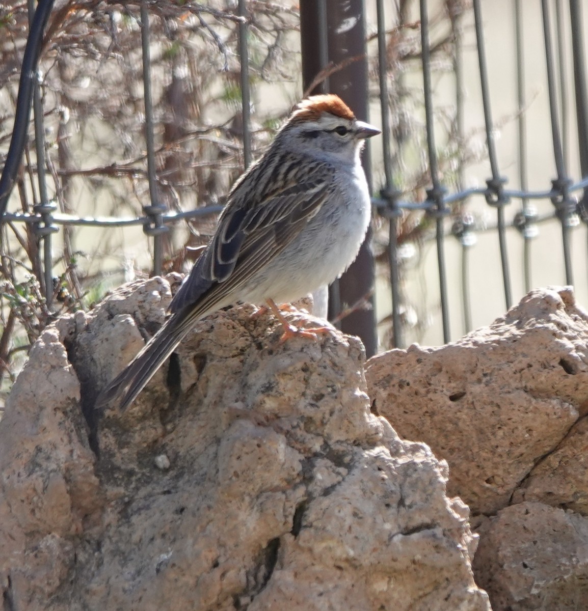 Chipping Sparrow - ML618945686