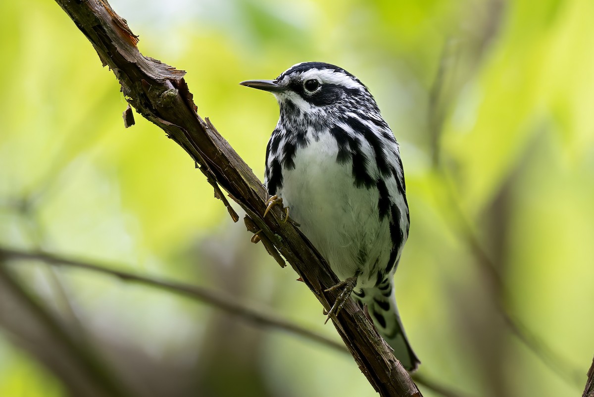 Black-and-white Warbler - ML618945703