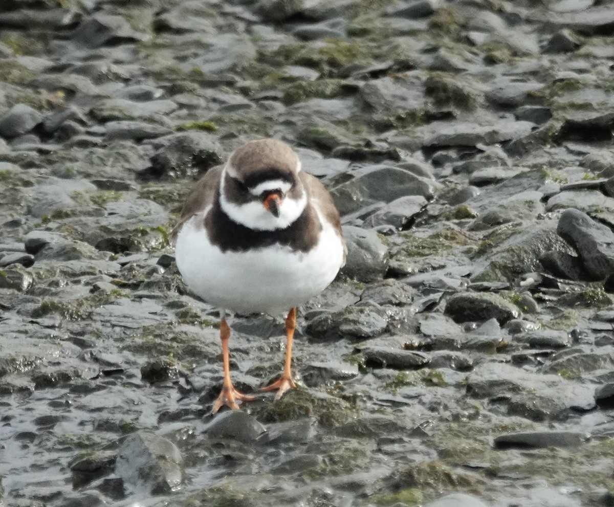 Semipalmated Plover - ML618945780