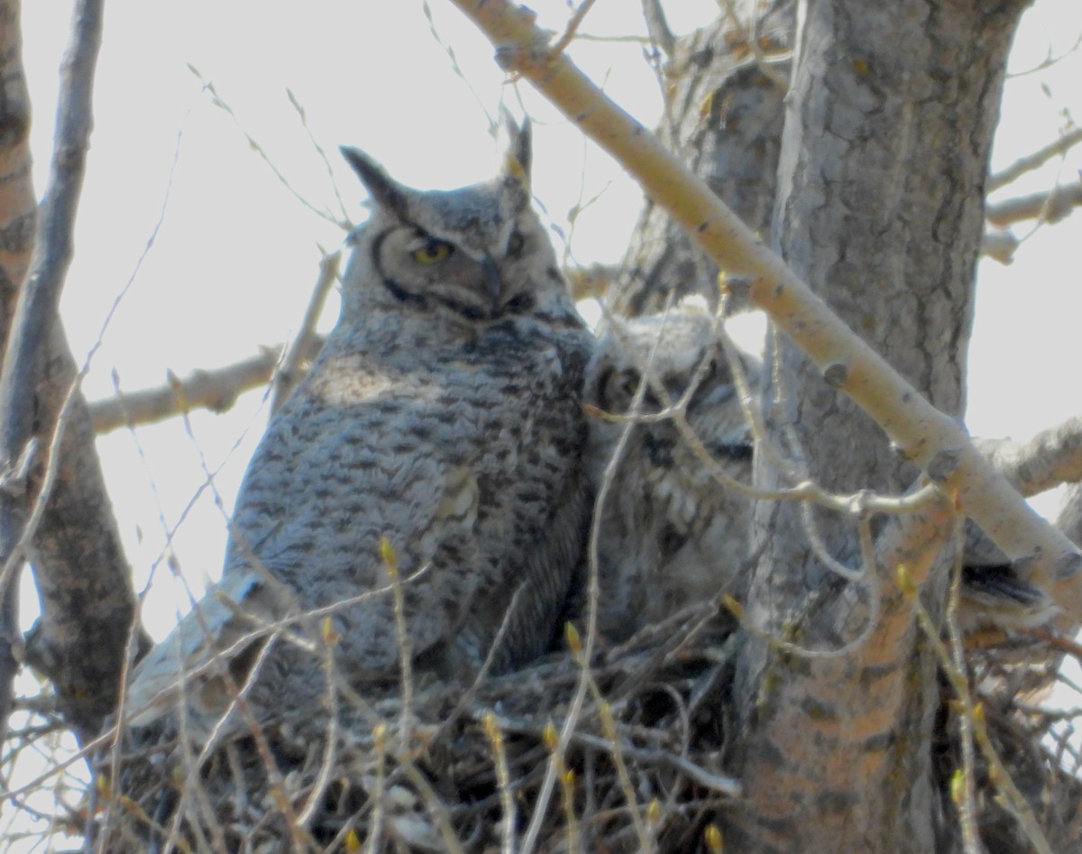 Great Horned Owl - ML618945785