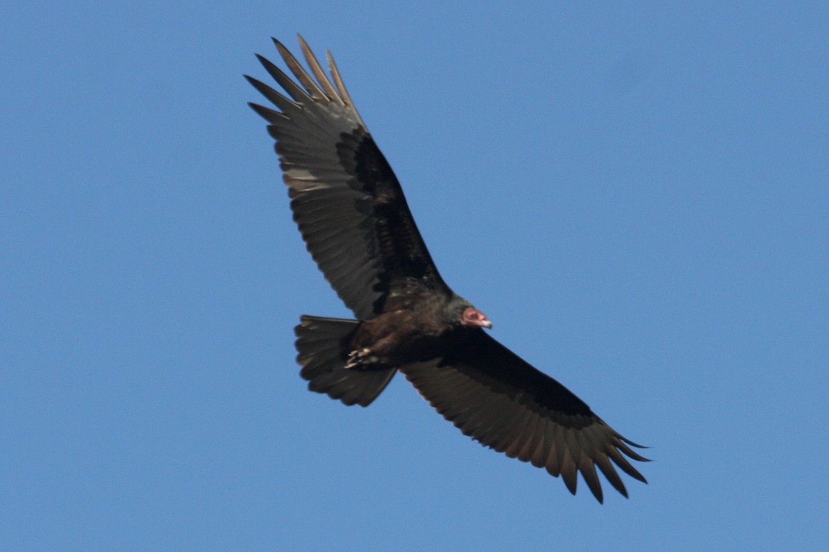 Turkey Vulture - ML618945847