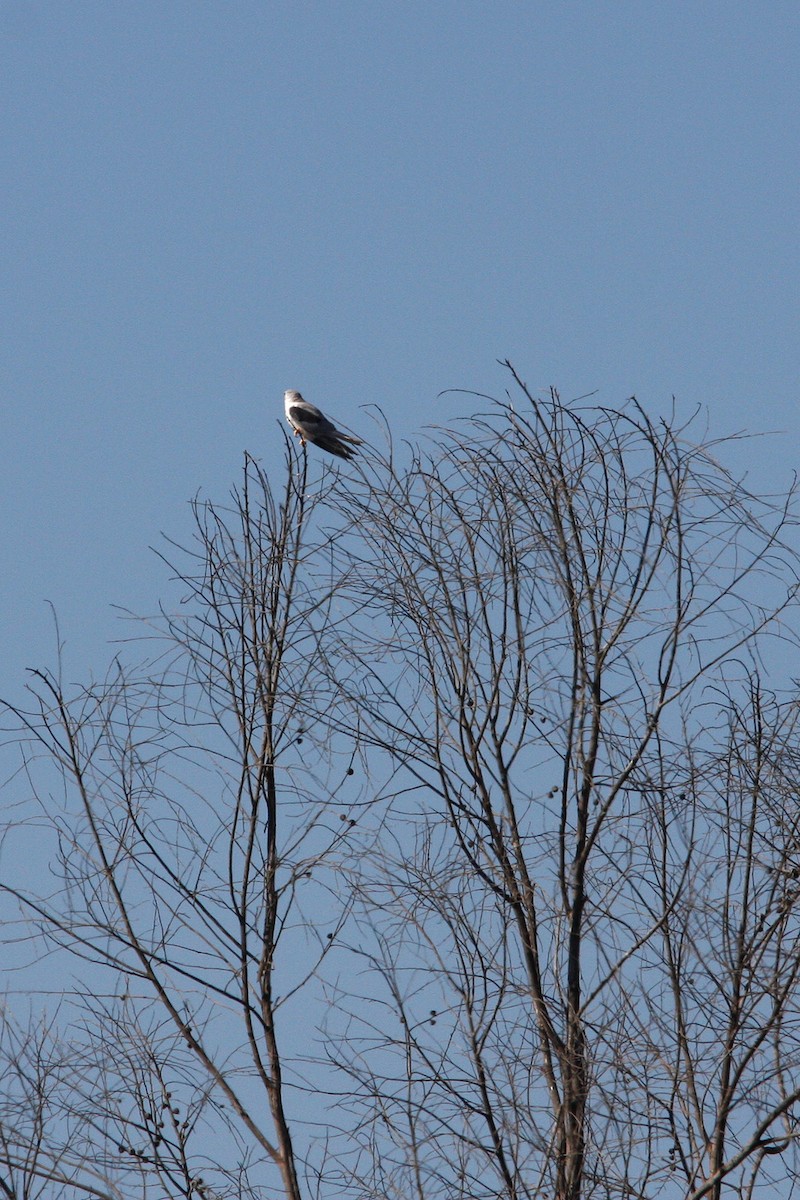 White-tailed Kite - ML618945882