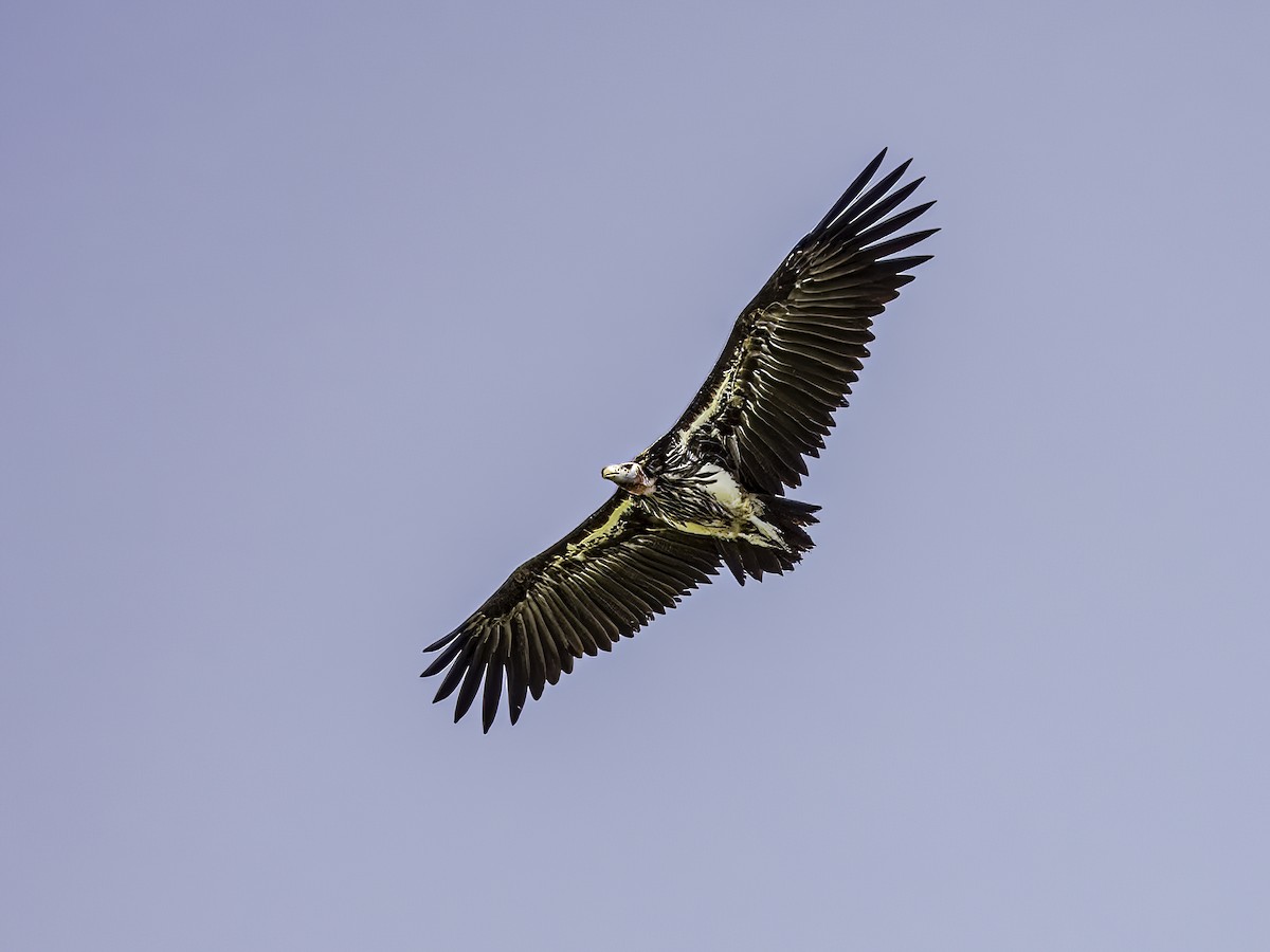 Lappet-faced Vulture - ML618945895