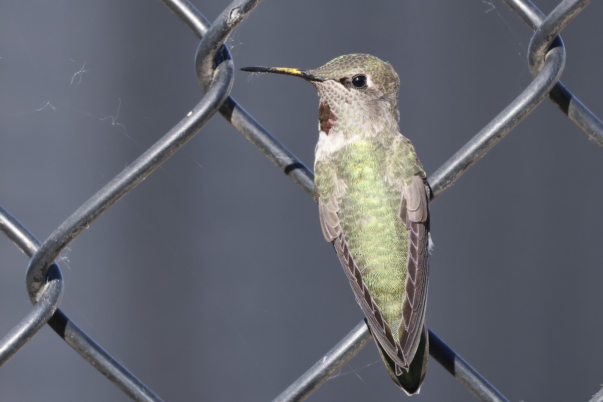 Anna's Hummingbird - Gil Ewing