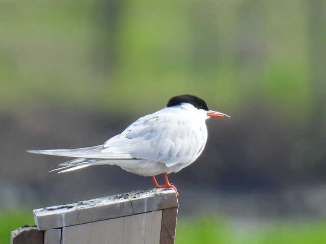 Common Tern - ML618945914