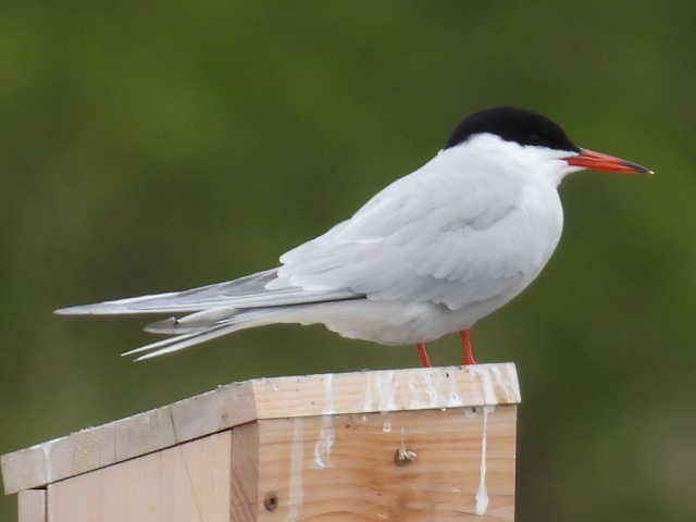 Common Tern - ML618945918