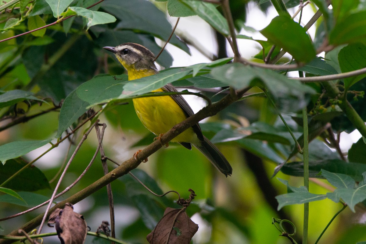 Golden-crowned Warbler - Fundación Ecoturística Recetor Vive un Paraíso