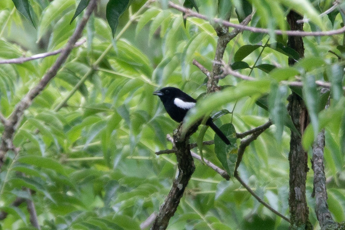 White-shouldered Tanager - ML618945936