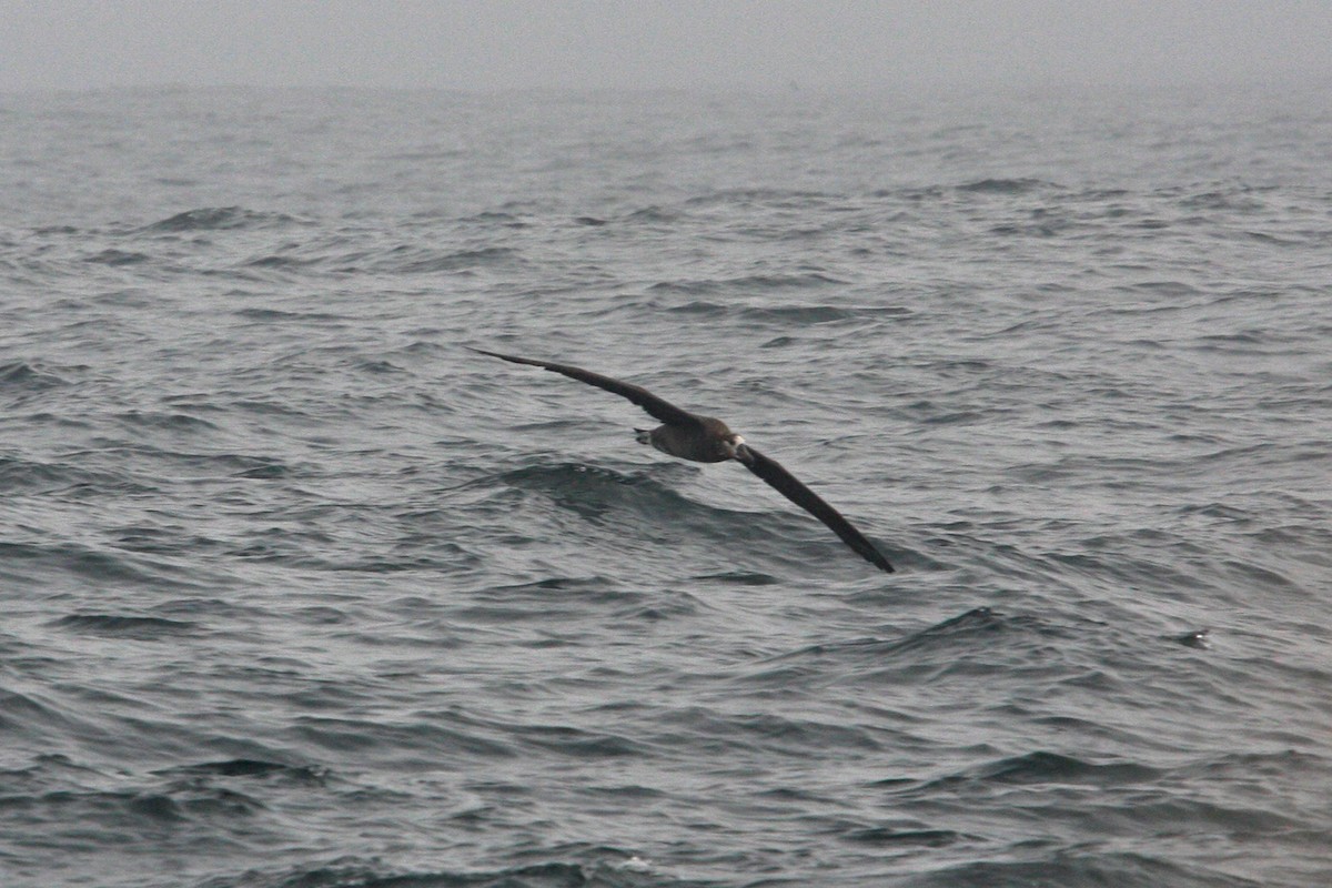 Albatros à pieds noirs - ML618945955