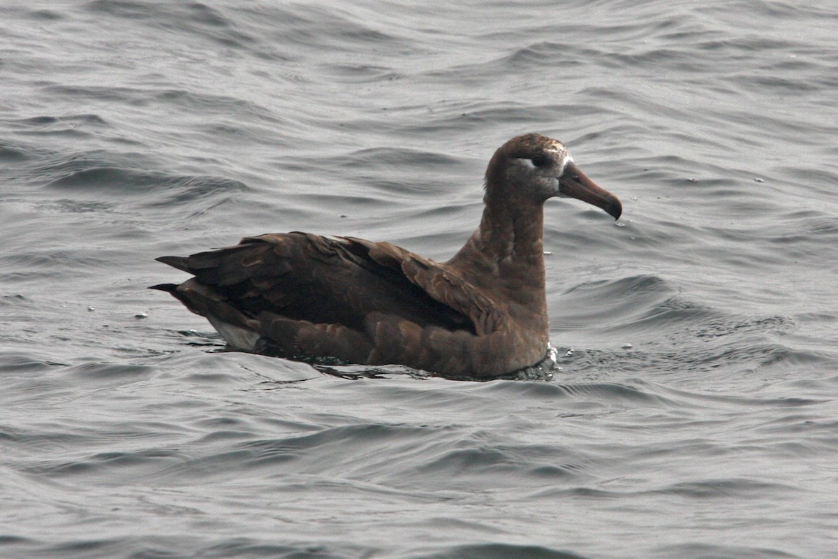 Albatros à pieds noirs - ML618945960