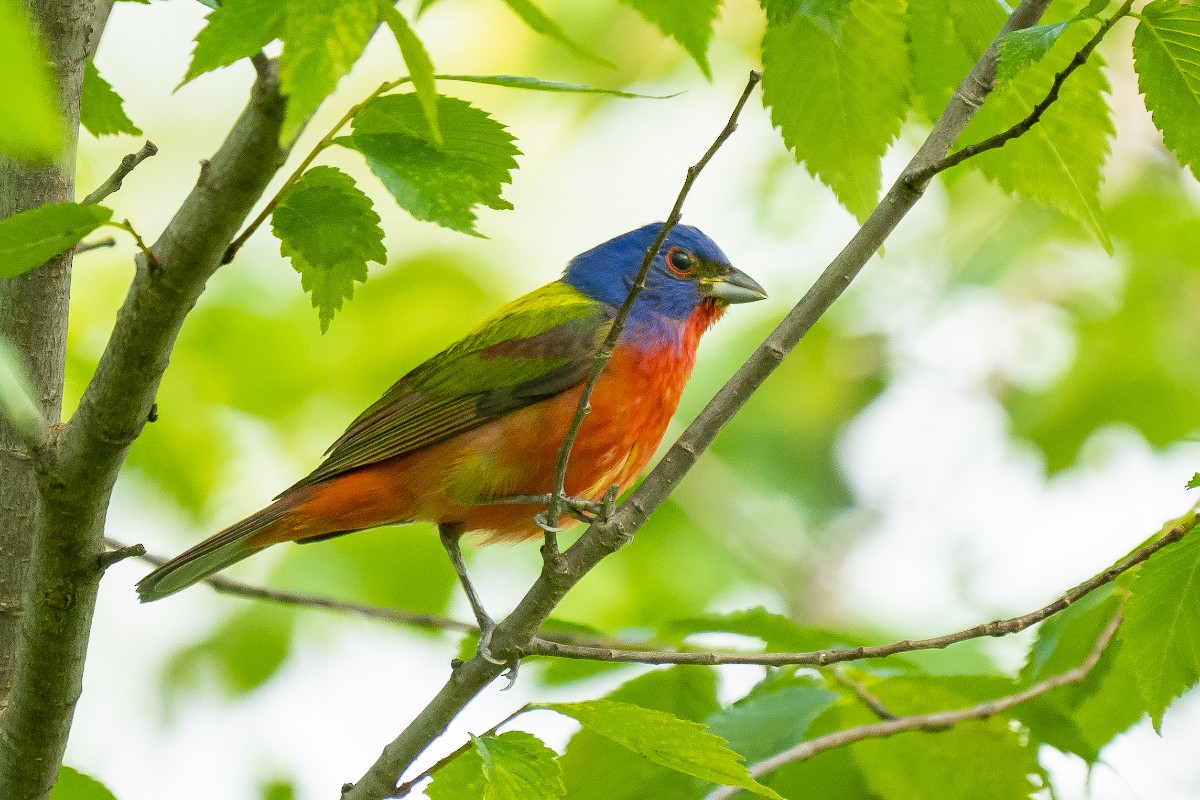 Painted Bunting - ML618945981
