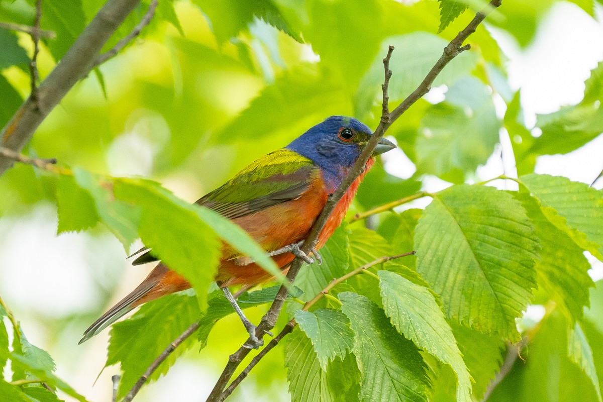 Painted Bunting - ML618945982