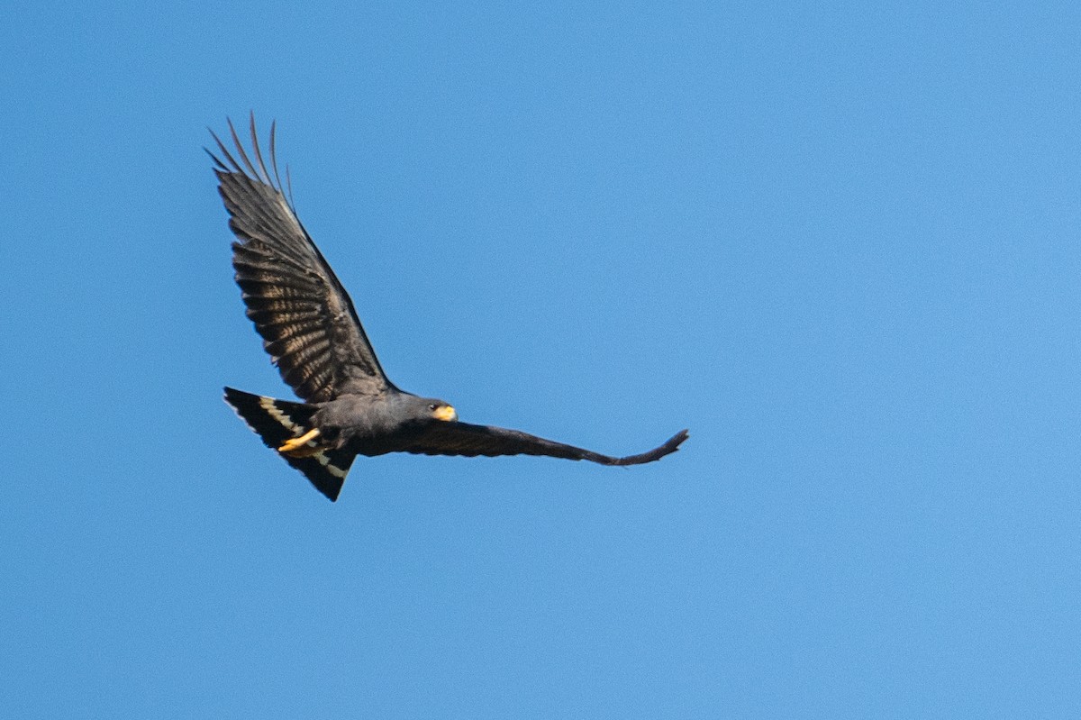 Common Black Hawk - James Hoagland