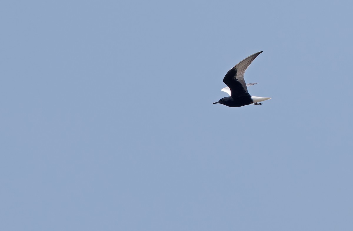 White-winged Tern - ML618946077