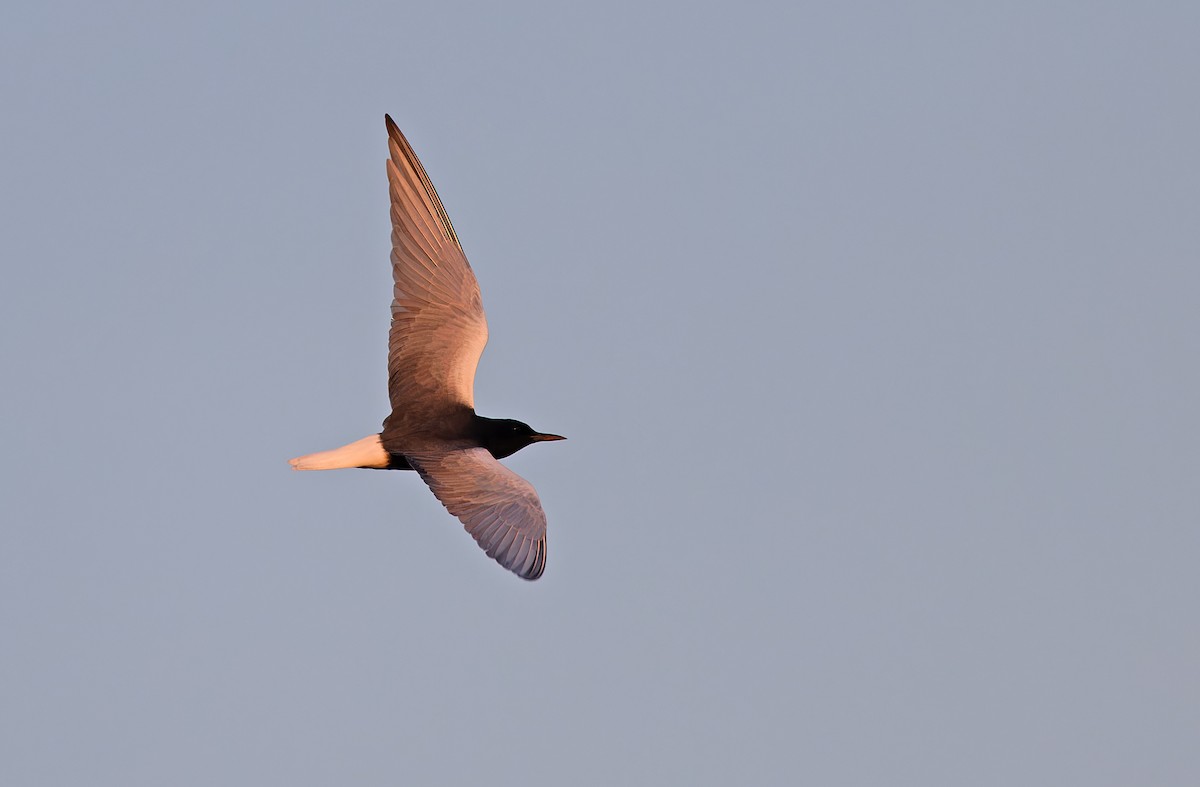 White-winged Tern - ML618946078