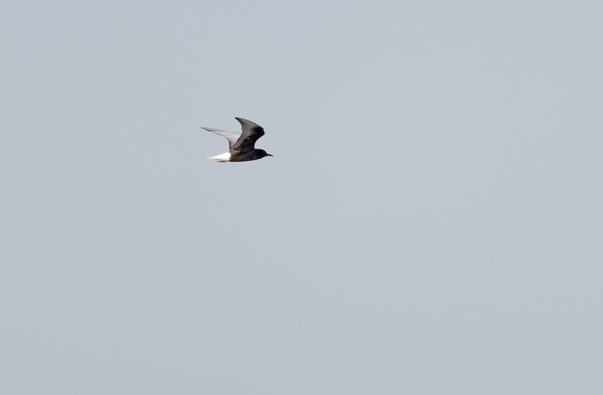 White-winged Tern - ML618946079