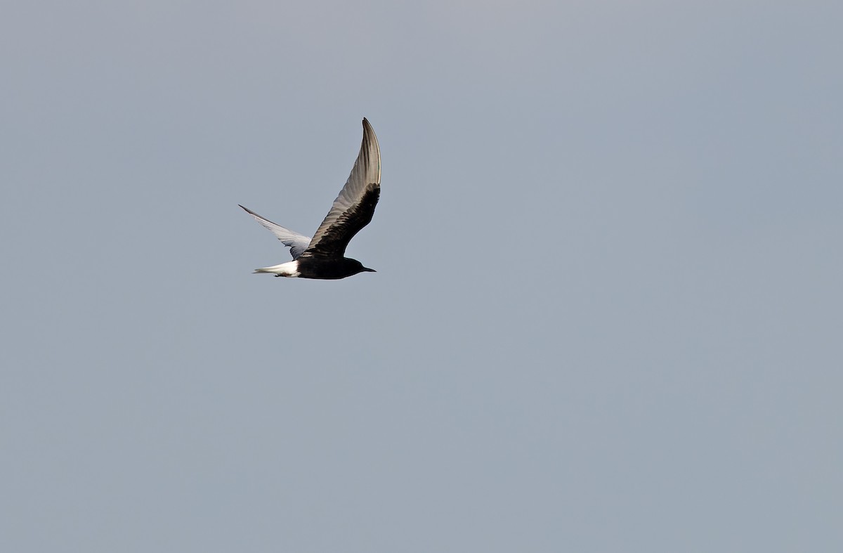 White-winged Tern - ML618946080
