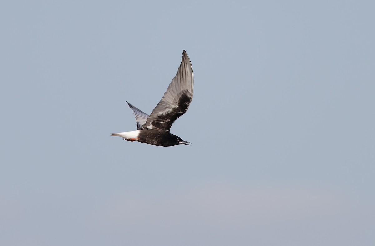 White-winged Tern - ML618946081