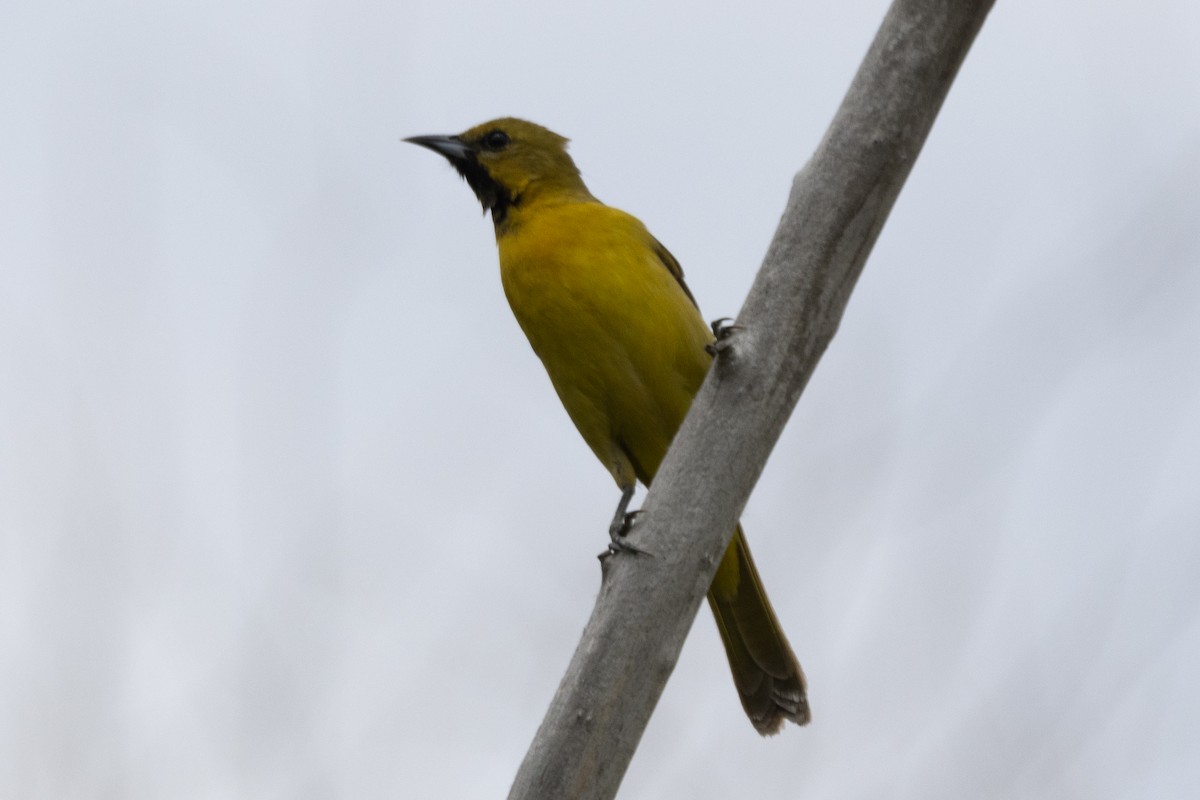 Orchard Oriole - ML618946090