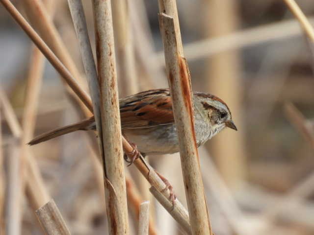 Swamp Sparrow - ML618946091