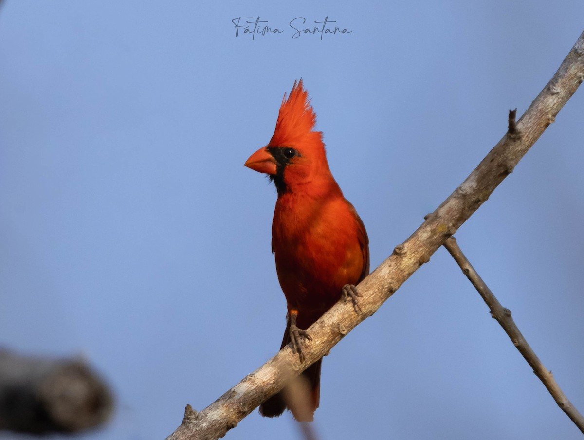 Northern Cardinal (Long-crested) - Fátima SantanaP