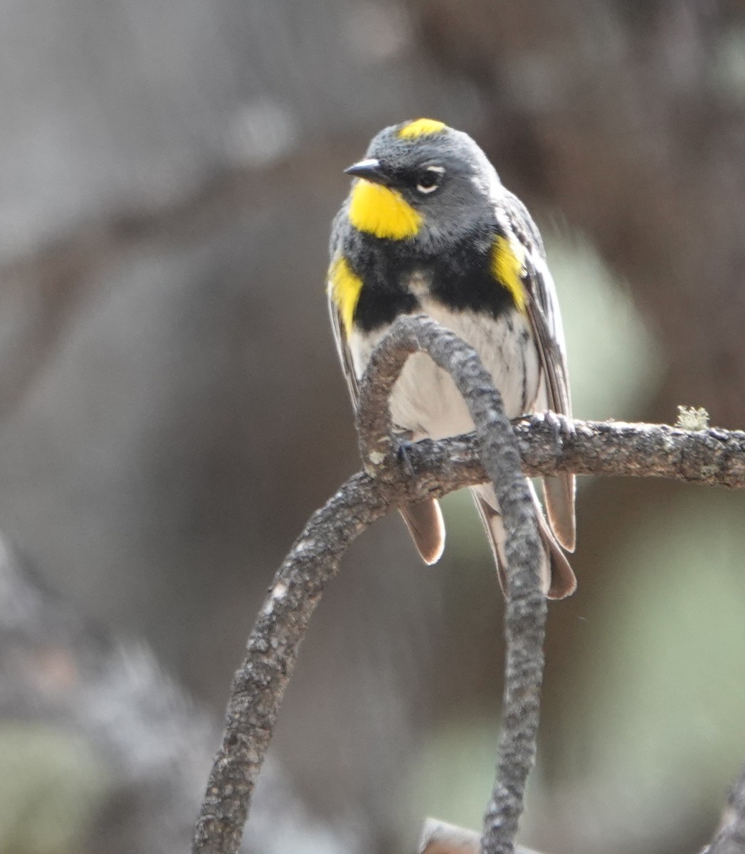 Yellow-rumped Warbler (Audubon's) - ML618946133