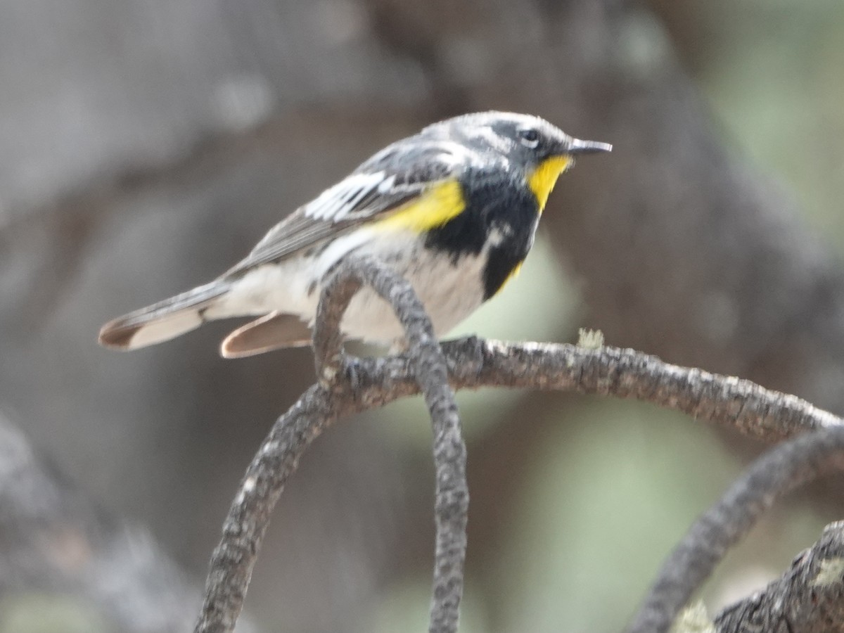 Yellow-rumped Warbler (Audubon's) - ML618946134