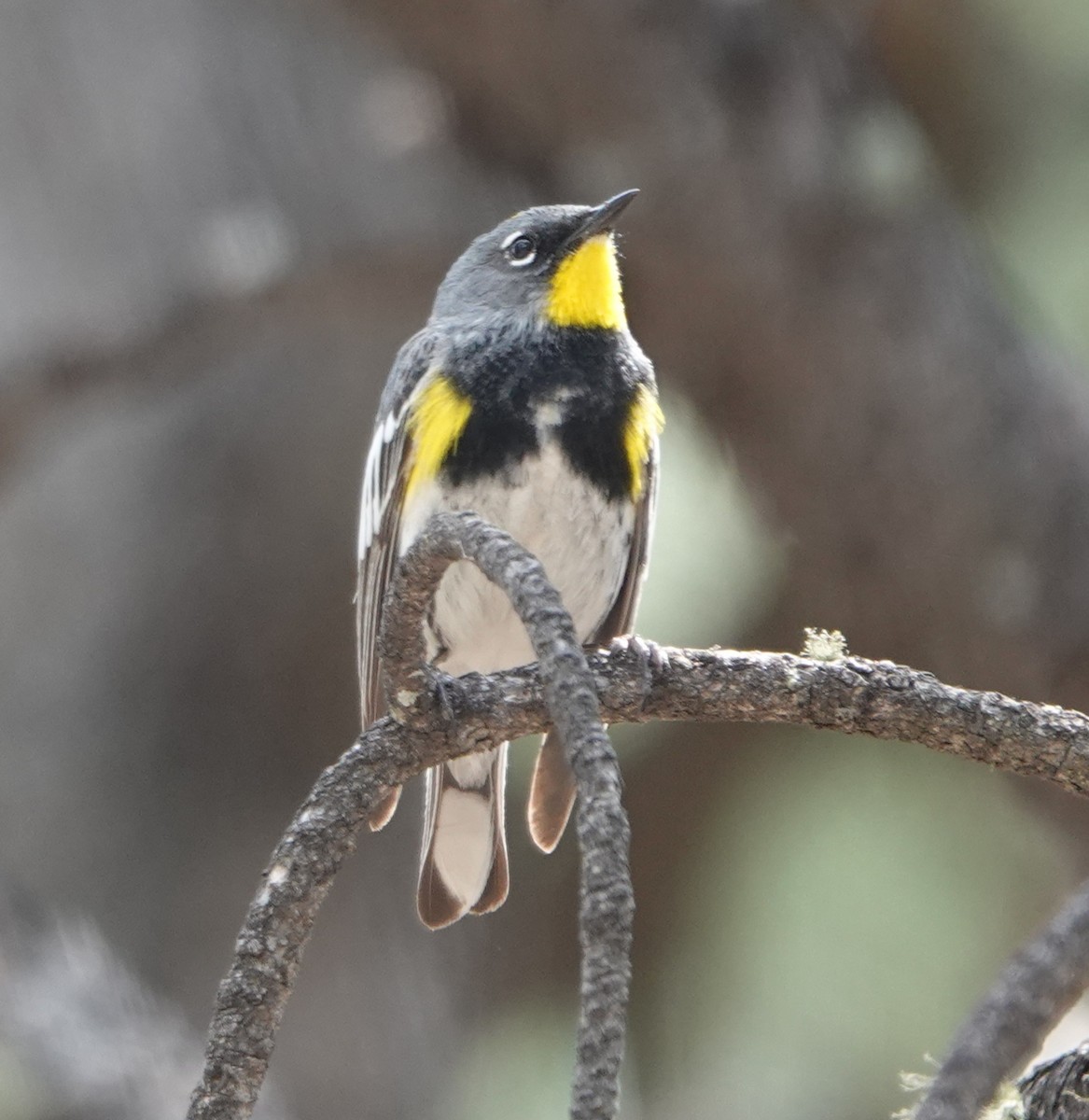 Yellow-rumped Warbler (Audubon's) - ML618946135
