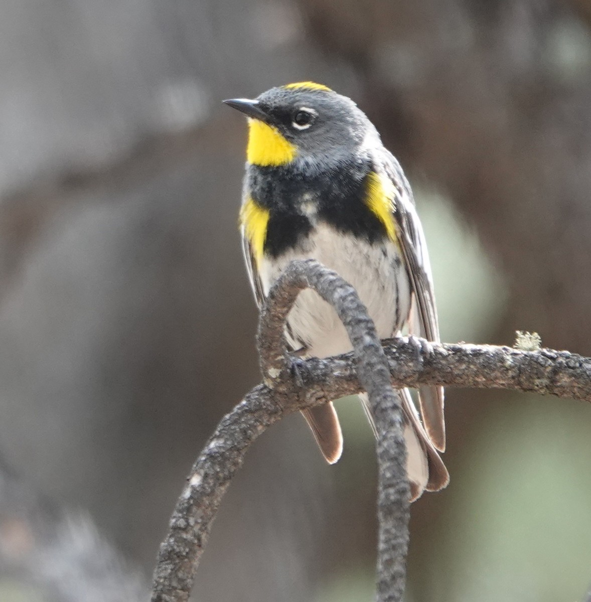 Yellow-rumped Warbler (Audubon's) - Kirsti Aamodt