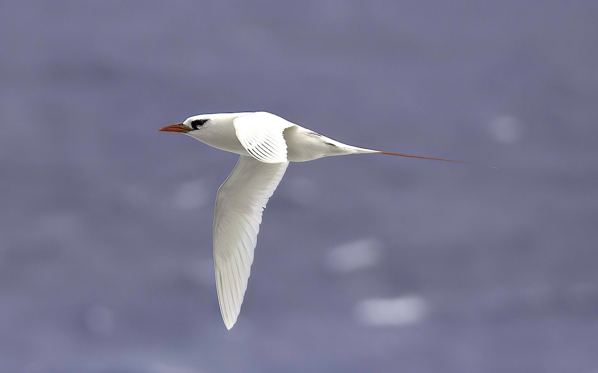 Red-tailed Tropicbird - ML618946234