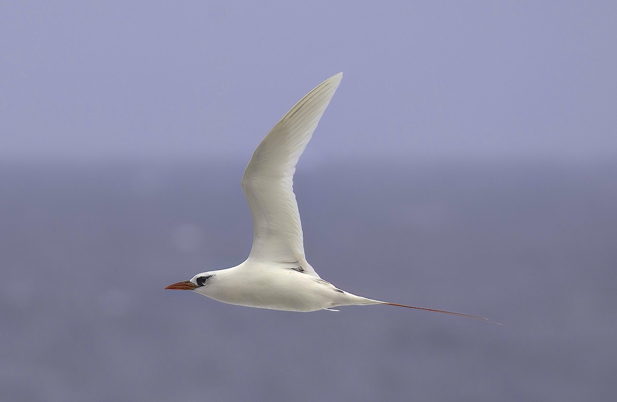 Red-tailed Tropicbird - ML618946235