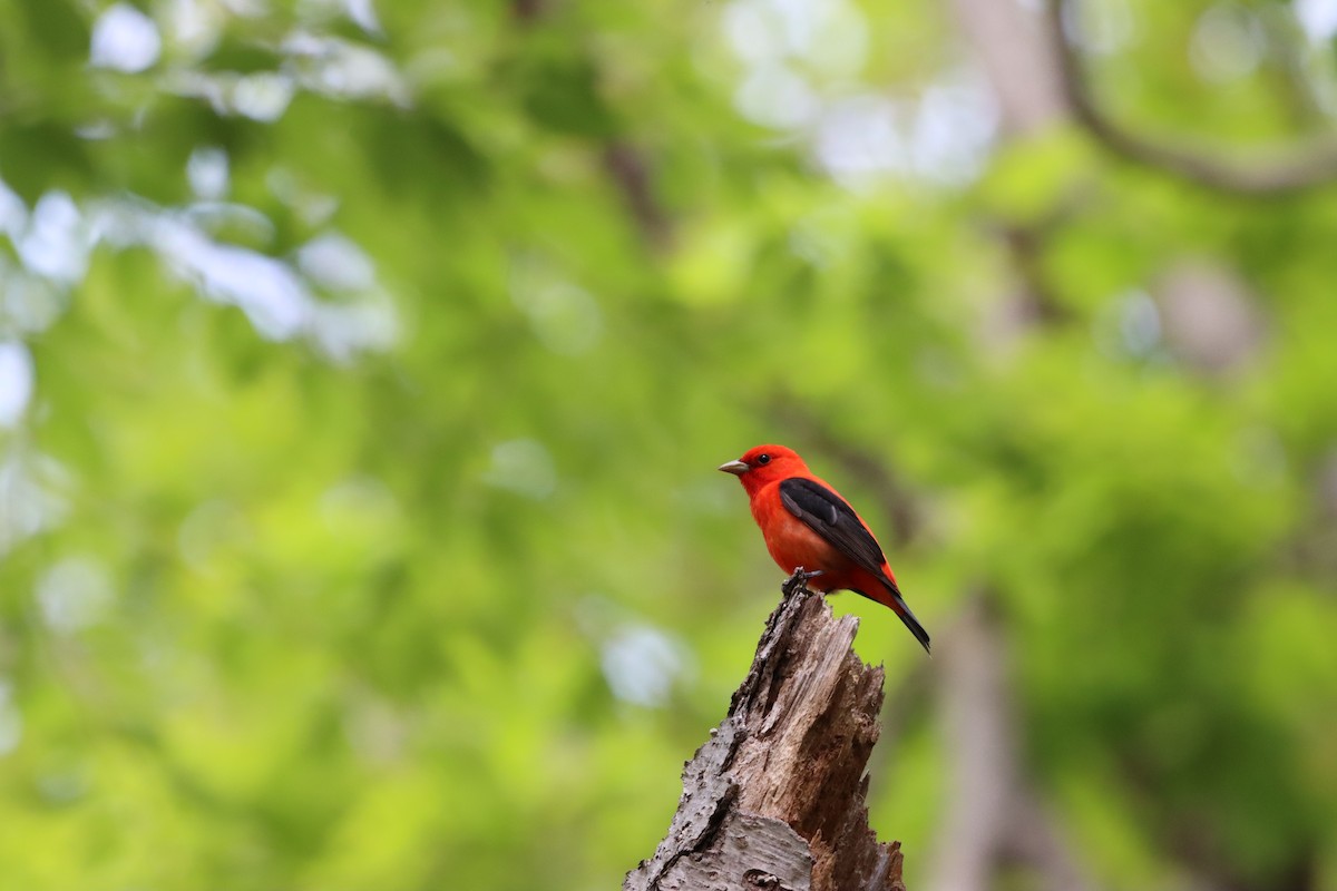 Scarlet Tanager - Michelle Chase