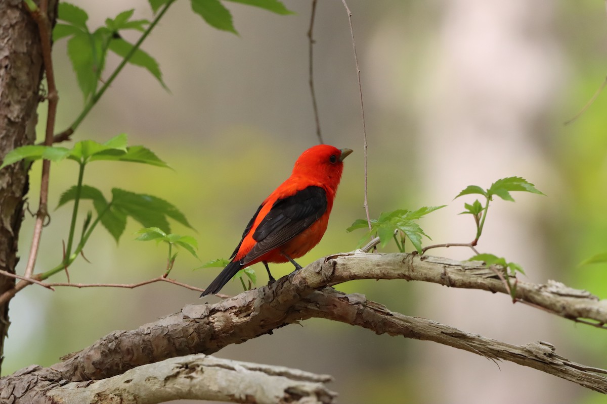Scarlet Tanager - ML618946254