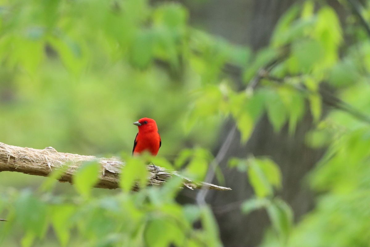 Scarlet Tanager - Michelle Chase