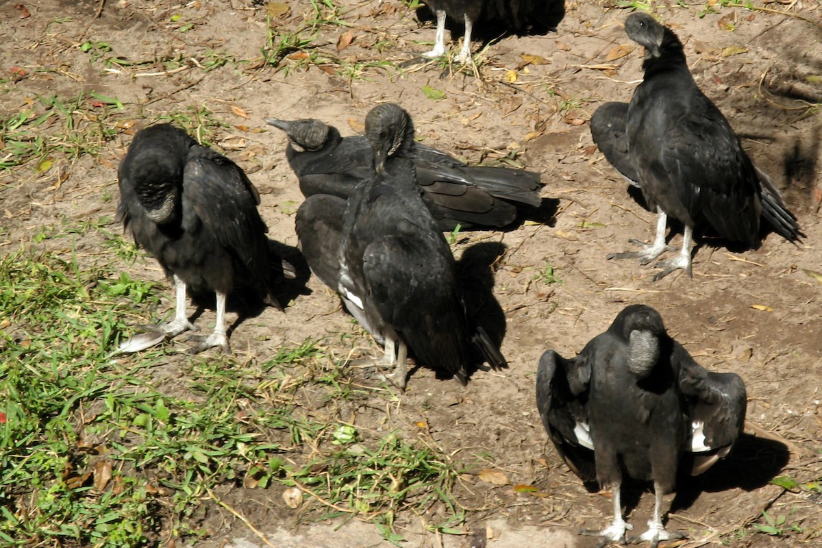 Black Vulture - ML618946261