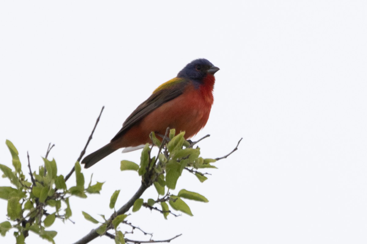 Painted Bunting - ML618946270