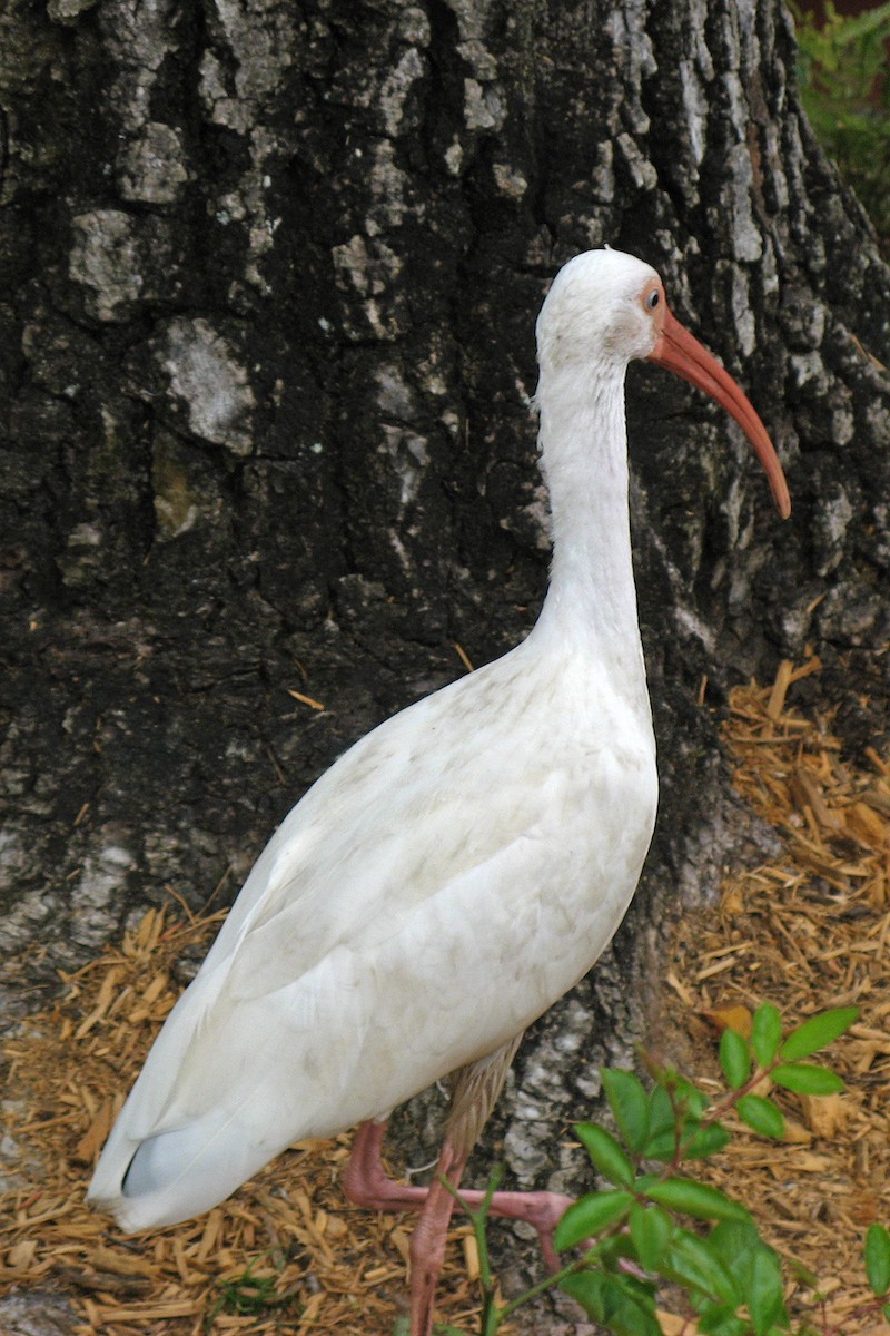 ibis bílý - ML618946287