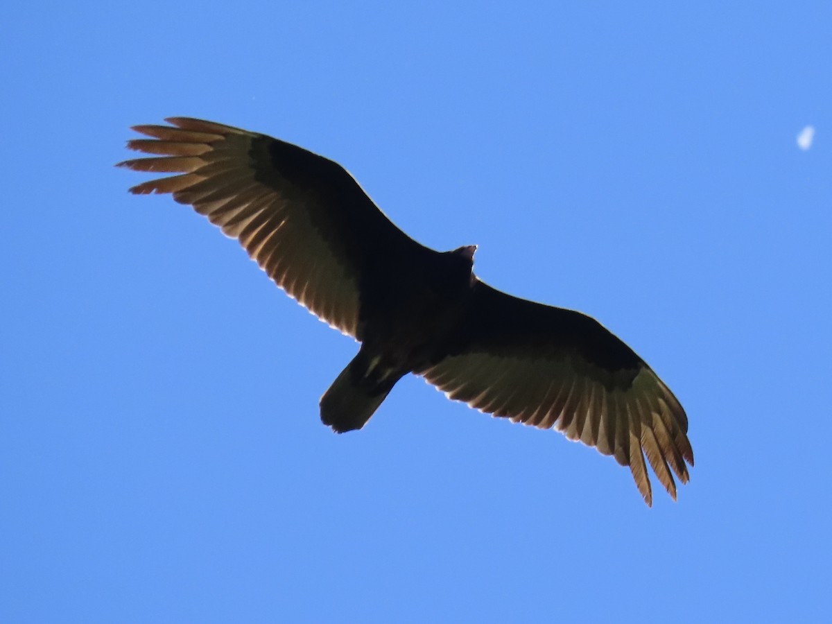 Turkey Vulture - ML618946288