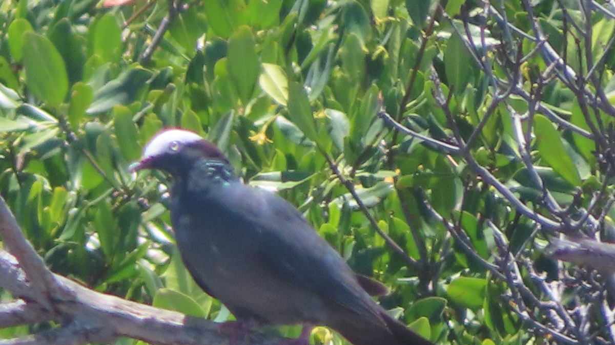 White-crowned Pigeon - ML618946359