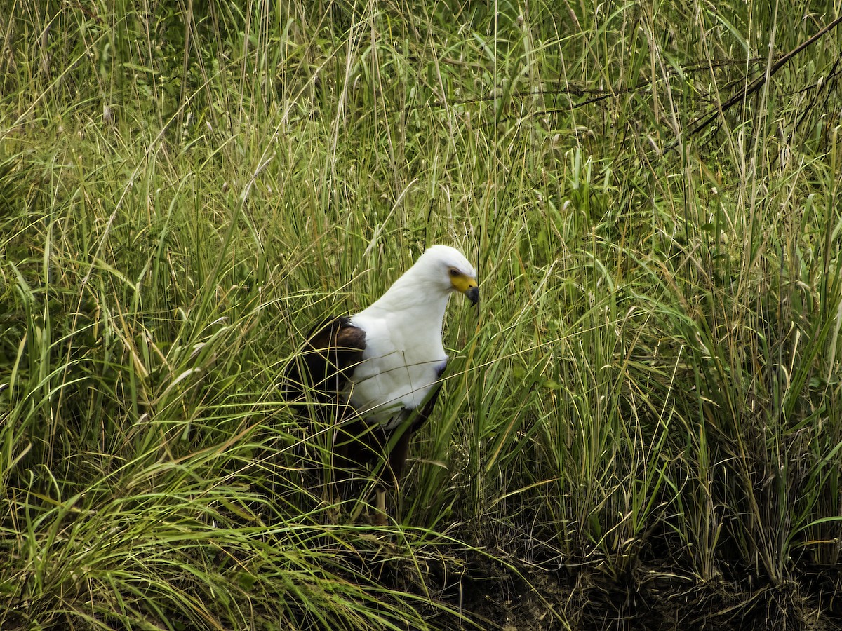 African Fish-Eagle - ML618946363
