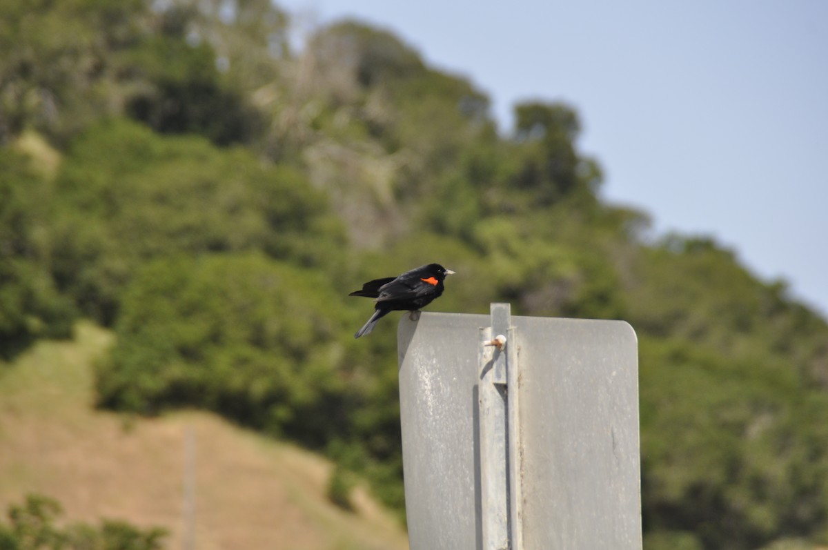 Red-winged Blackbird - ML618946366