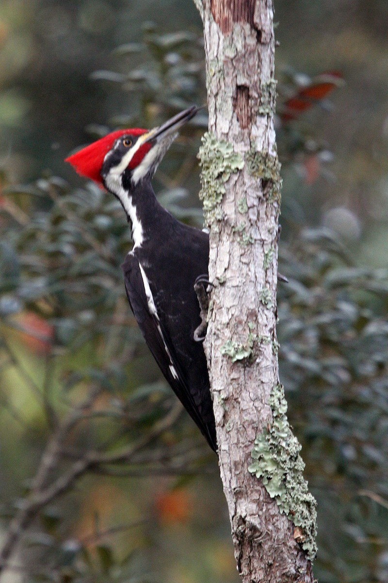 Pileated Woodpecker - ML618946396