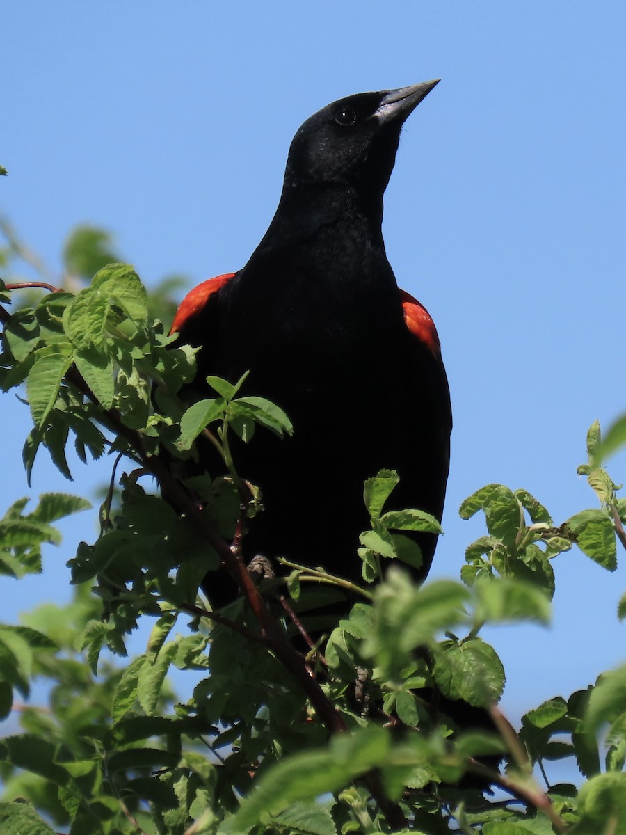 Red-winged Blackbird - ML618946397