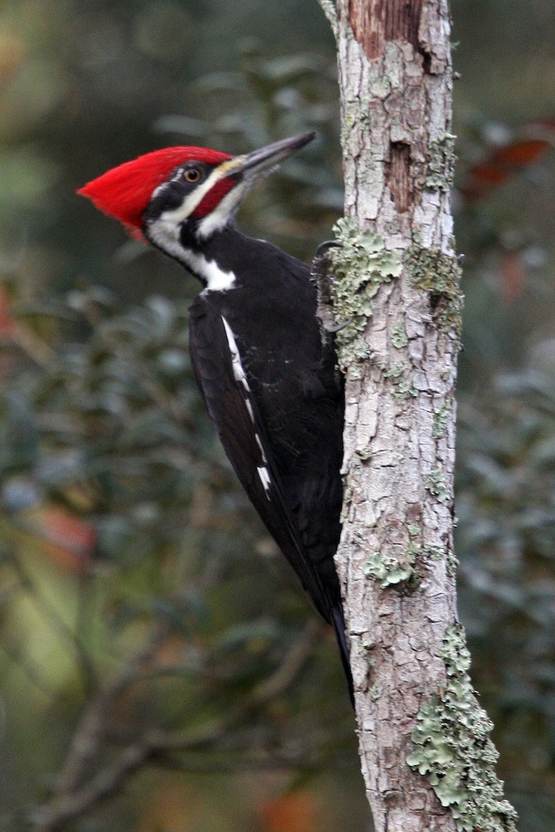 Pileated Woodpecker - ML618946399