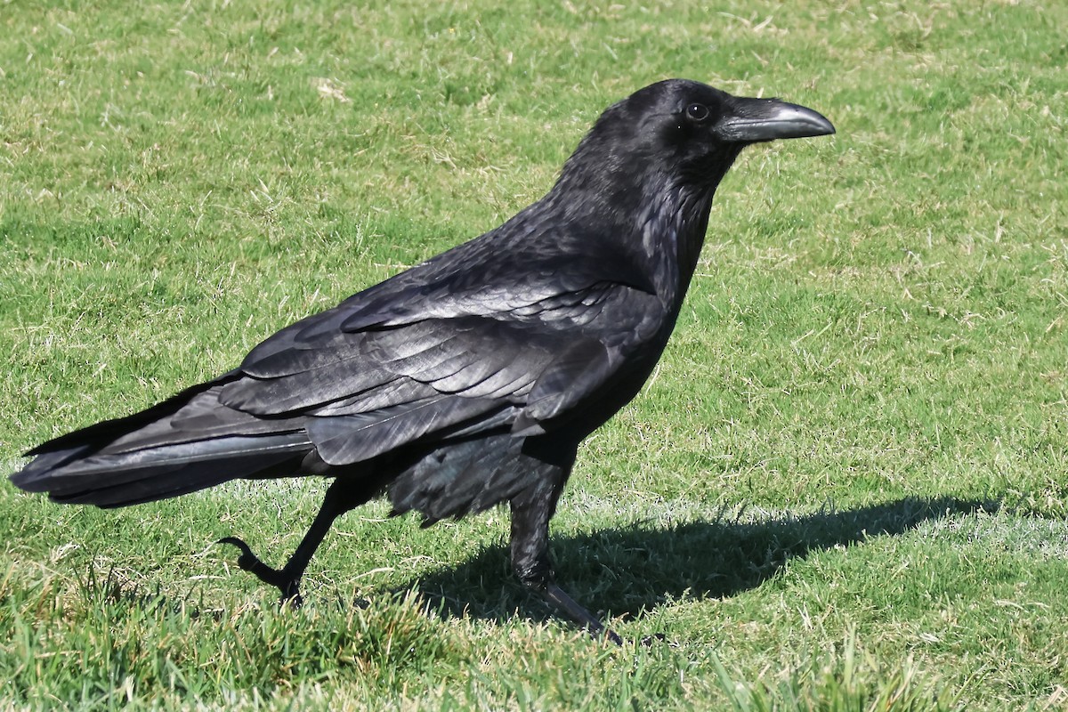 Common Raven - Gil Ewing