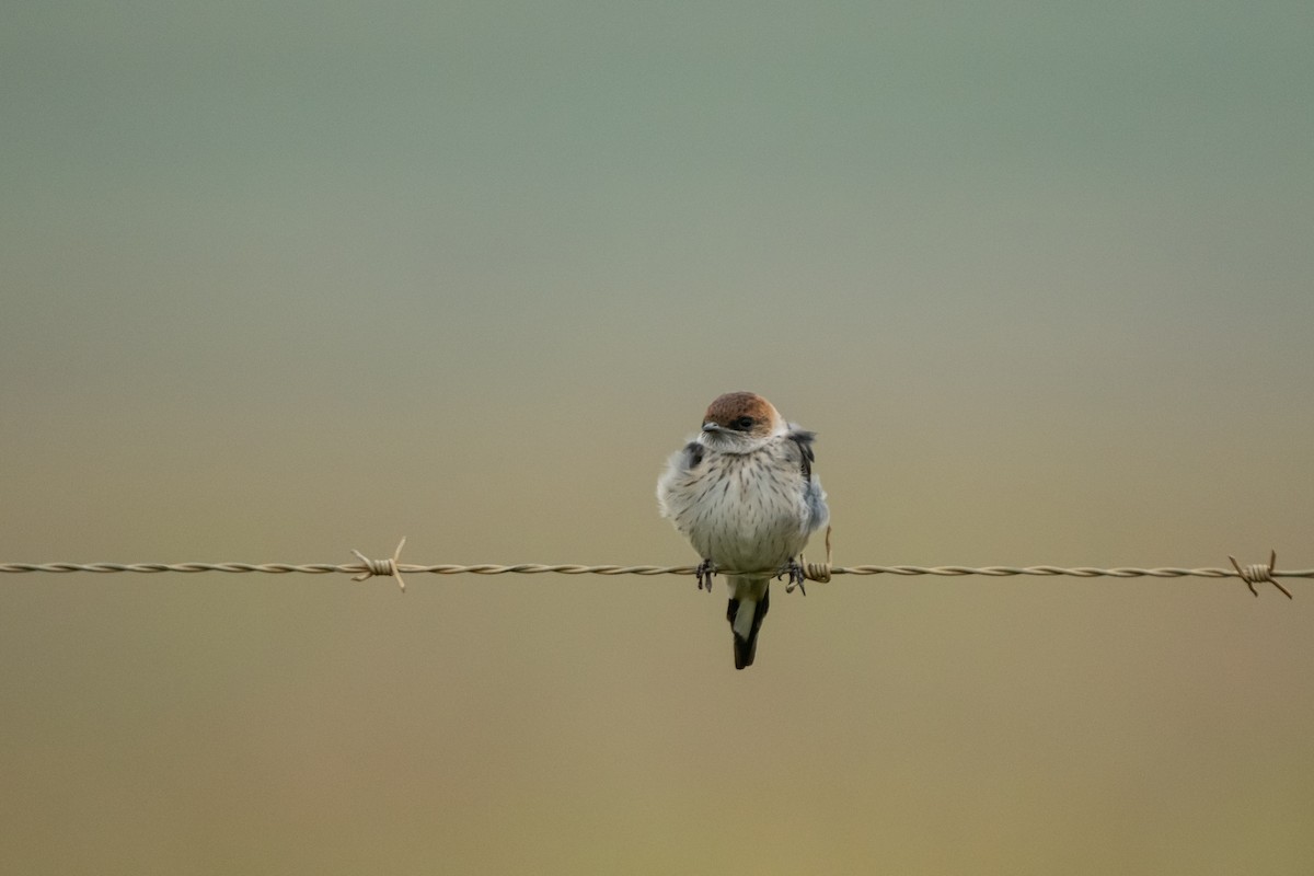 Greater Striped Swallow - ML618946420