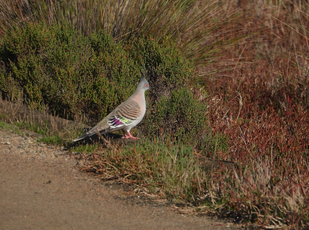 Crested Pigeon - ML618946428